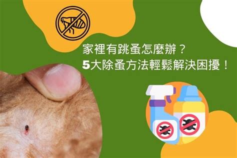 家裡跳蚤|家裡有跳蚤怎麼辦？5大除蚤方法輕鬆解決困擾